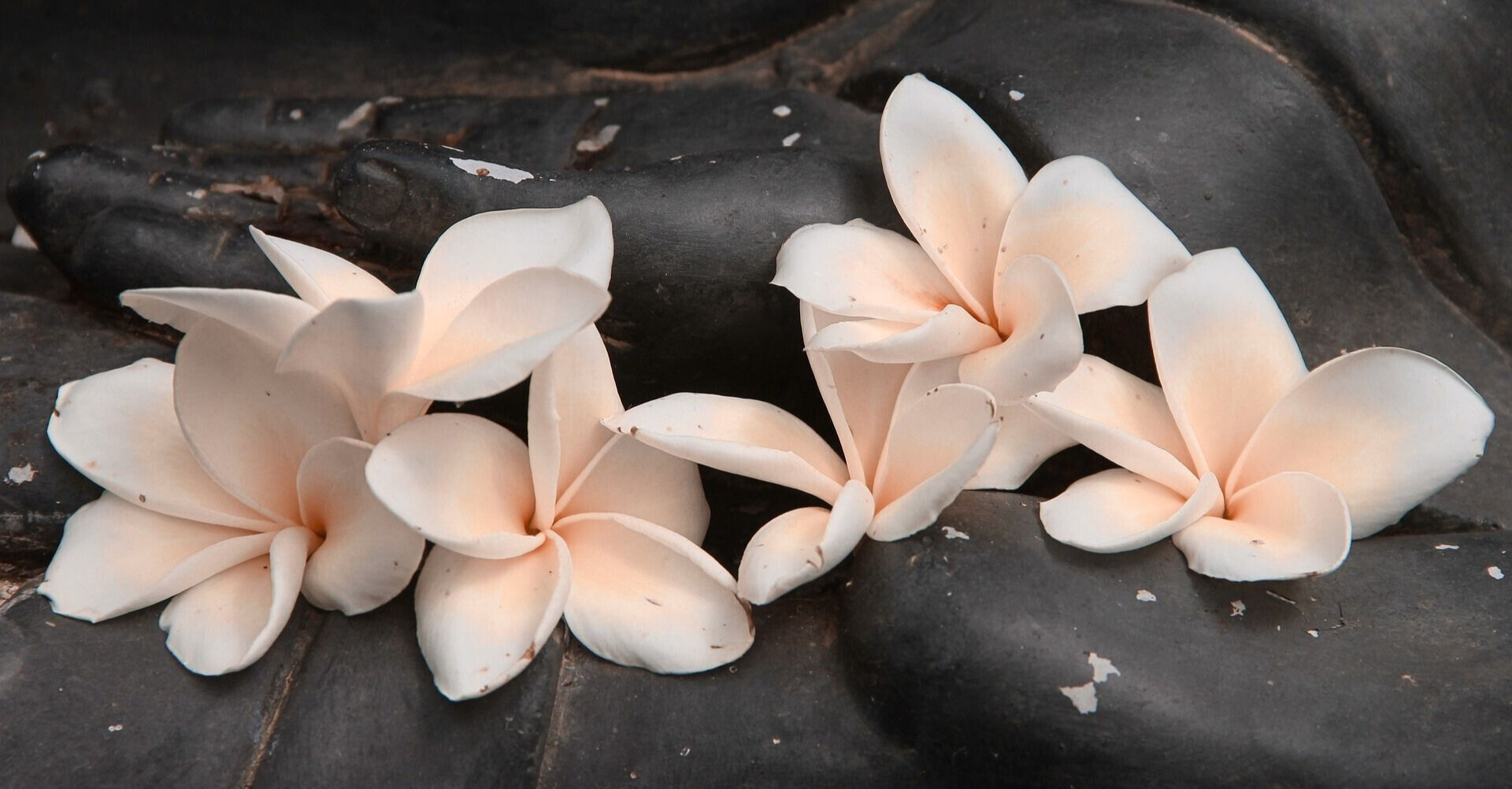 Plumeria