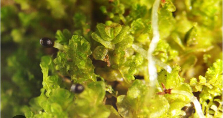 Salenostoma vidyasagariensis